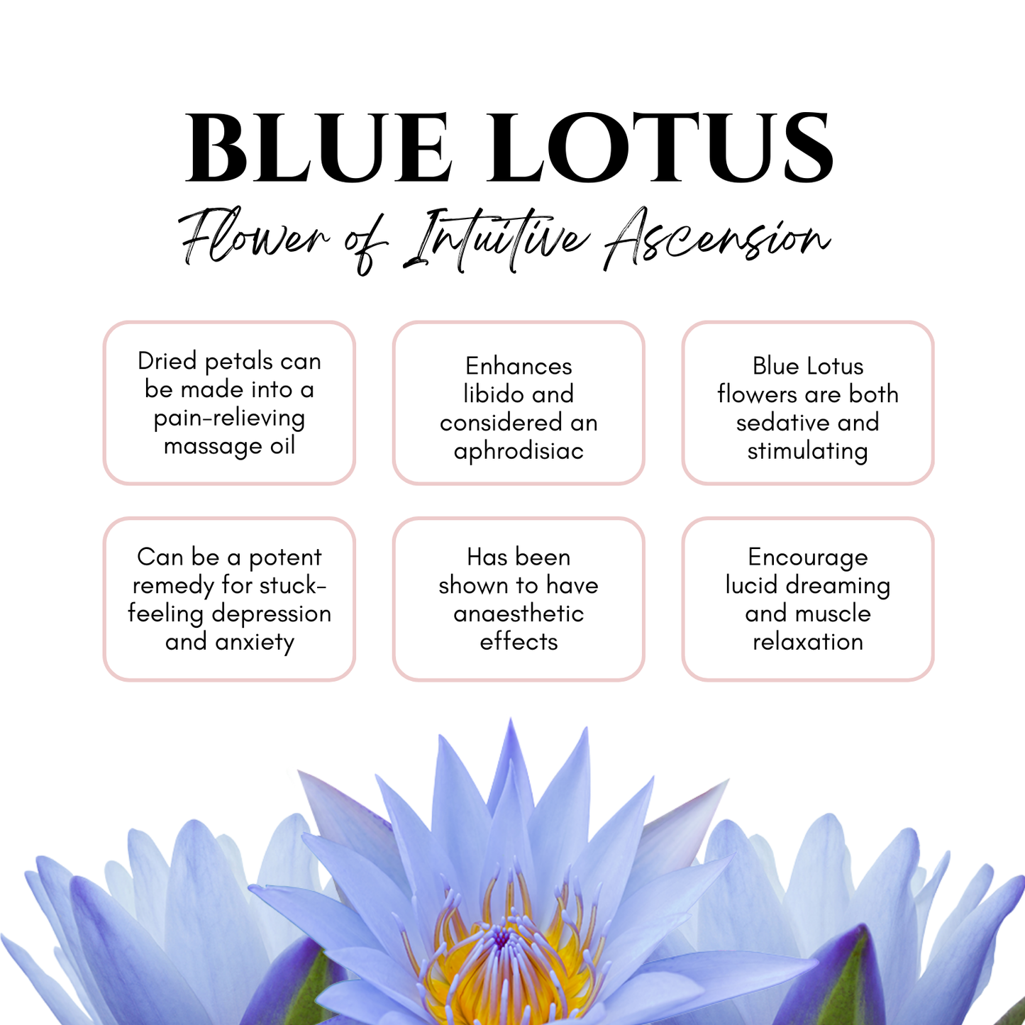 Unlabeled Blue Lotus Body Oil - Face, Hair, Body and Nails - Set of 6 from Circe Boutique